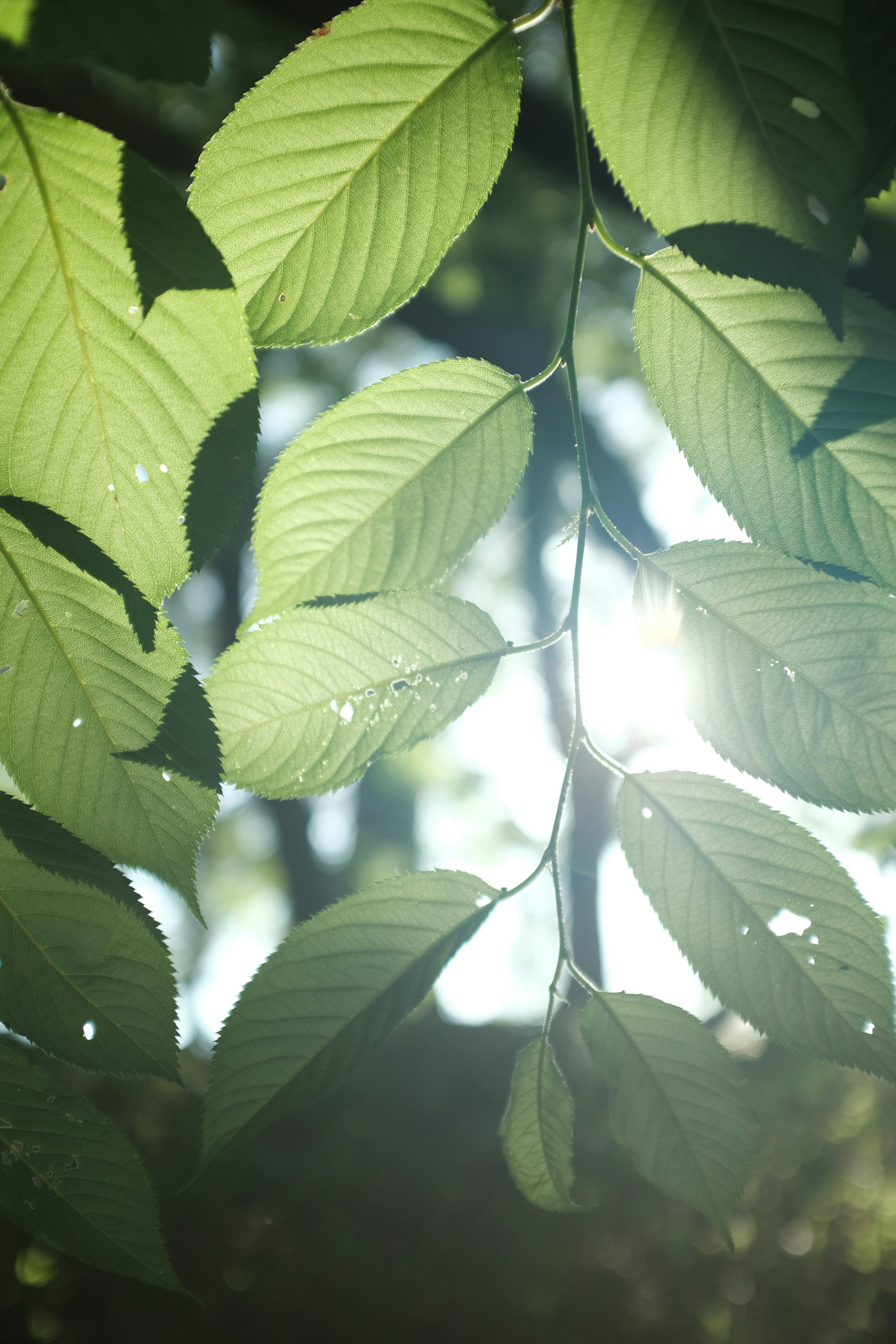 green-leafed plant